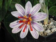 Crocus moabiticus 20251104 0005