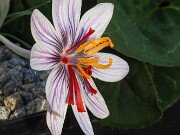 Crocus moabiticus 20251104 0006