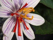 Crocus moabiticus 20251104 0010