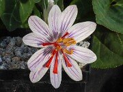 Crocus moabiticus 20251104 0012