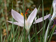 Crocus pallasii ssp. palassii PB414 Mt Lazarus Samos 0003