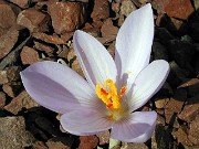 Crocus pallasii ssp. pallasii 0001