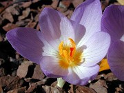 Crocus thomasii 0002