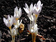 Crocus kotschyanus ssp. kotschyanus 0005