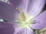 Crocus kotschyanus ssp. kotschyanus CMW2724 0003