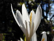 Crocus kotschyanus ssp. suworowianus 0005