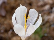 Crocus suworrowianus 20170903 0002