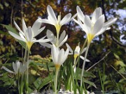 Crocus ochroleucus JCA0.349.200 0005