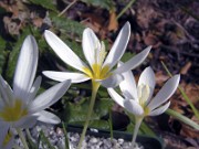 Crocus ochroleucus JCA0.349.200 0007