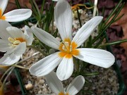 Crocus ochroleucus JCA349.200 0002