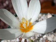 Crocus ochroleucus JCA349.200 0005