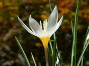 Crocus ochroleucus RRW88.23 0007