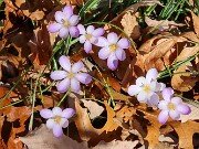 Crocus goulimyi 20251124 0002