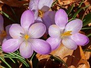 Crocus goulimyi 20251124 0003