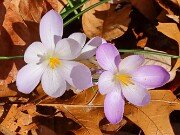 Crocus goulimyi 20251124 0006