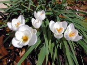 Crocus niveus 0002