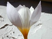 Crocus niveus 0003
