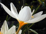 Crocus niveus 0005
