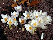 Crocus niveus 0008