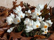 Crocus niveus 0016