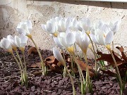 Crocus niveus 0018