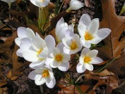 Crocus niveus 0023