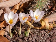 Crocus niveus 20151026 0003