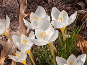 Crocus niveus 20171125 0001