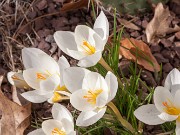 Crocus niveus 20171125 0002