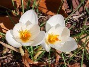 Crocus niveus 20251124 0001
