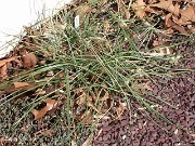 Crocus niveus in mid-winter 0001