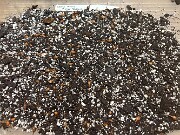 Seedlings Crocus niveus 20250618 0001