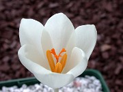 Crocus serotinus 0016