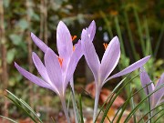 Crocus serotinus ssp. clusii Portugal 0004