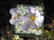 Crocus serotinus ssp. salzmannii (carpetanus) JCA0.342.609 0002