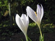 Crocus serotinus ssp. salzmannii (carpetanus) JCA0.342.609 0005