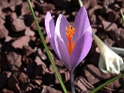 Crocus serotinus ssp. salzmannii 0009