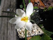 Crocus serotinus ssp. salzmannii albus MH 0004