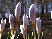 Crocus etruscus Rosalind 0005