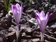 Crocus heuffelianus 0007