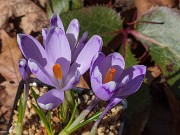 Crocus heuffelianus 20180227 0002