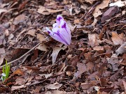 Crocus heuffelianus 20180311 0002