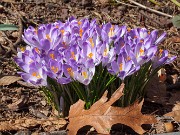 Crocus heuffelianus 20200308 0002