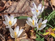 Crocus heuffelianus 20200308 0004