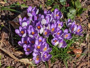 Crocus Yalta 20200308 0002