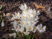 Crocus vernus ssp. albiflorus 20200308 0001