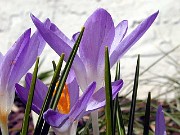 Crocus vernus ssp. siculus 0002