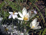 Crocus cambessedesii P9102 0007