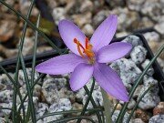 Crocus cambessedesii Puig Roig 20251014 0003