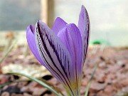Crocus corsicus 0001